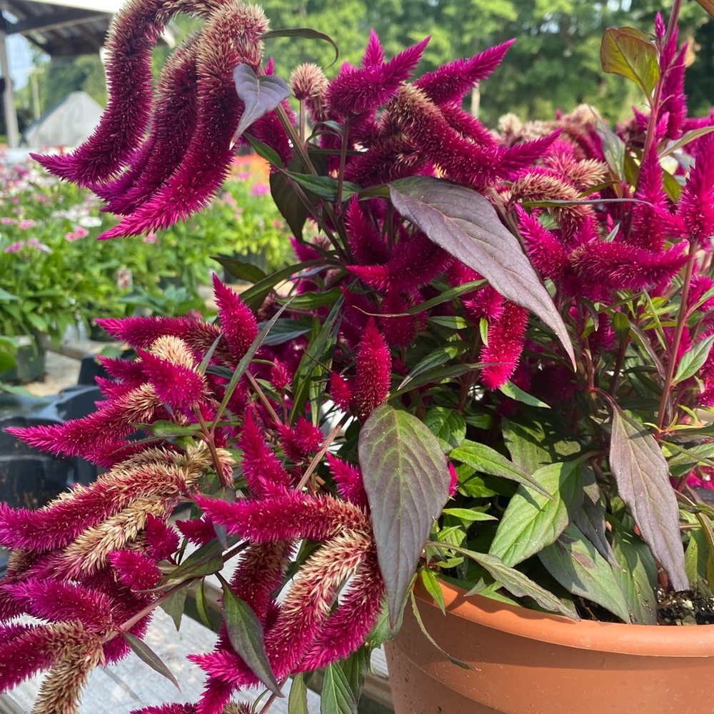 Meet your Posher, Rose